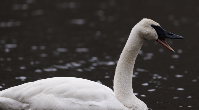 Rare bird alert North Carolina- a Trumpeter Swan at Hanging Rock SP in Danville NC